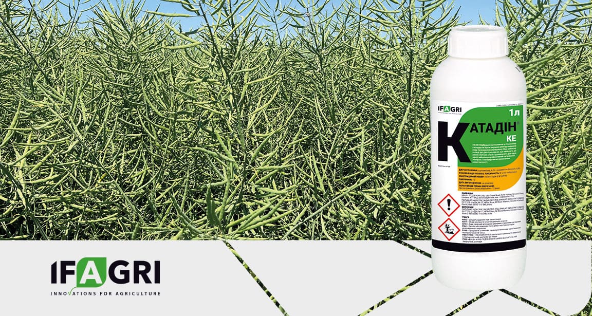 Катадін-IFAGRI-1152