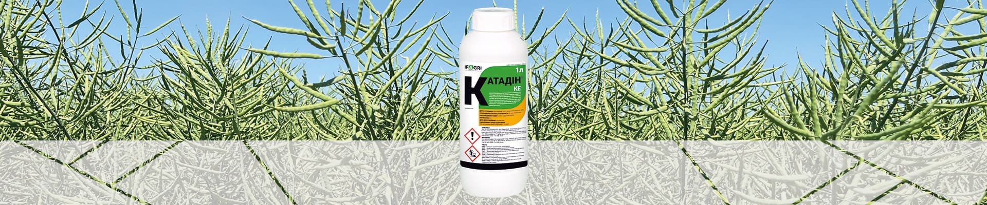 Катадін-IFAGRI-1920